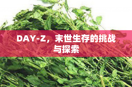 DAY-Z，末世生存的挑战与探索