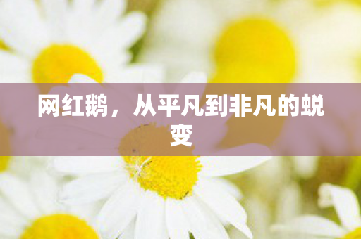 网红鹅，从平凡到非凡的蜕变