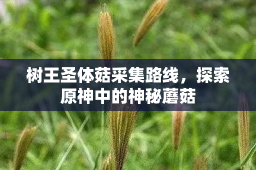 树王圣体菇采集路线，探索原神中的神秘蘑菇