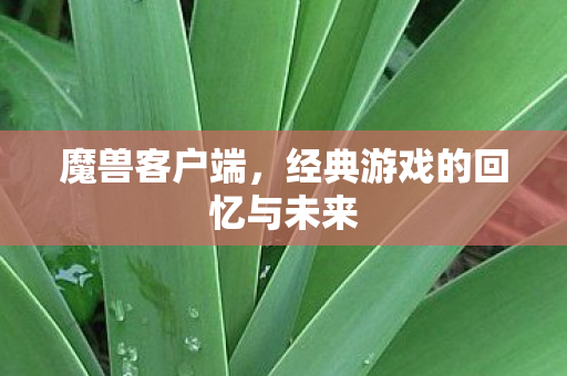魔兽客户端，经典游戏的回忆与未来