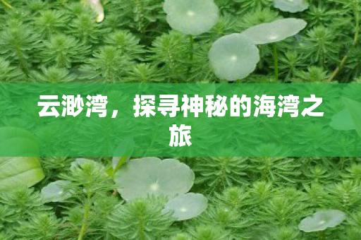云渺湾，探寻神秘的海湾之旅