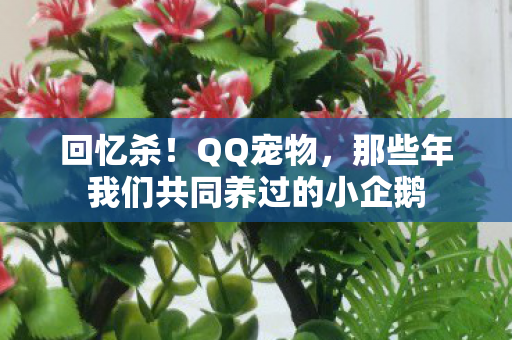 回忆杀！QQ宠物，那些年我们共同养过的小企鹅