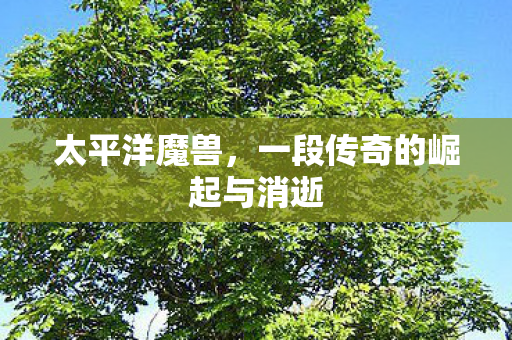 太平洋魔兽，一段传奇的崛起与消逝