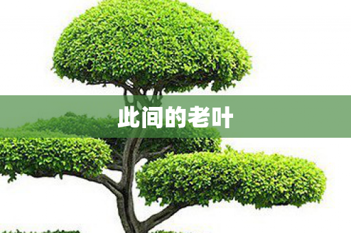 此间的老叶