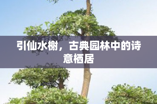 引仙水榭，古典园林中的诗意栖居