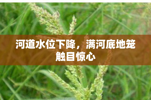 河道水位下降，满河底地笼触目惊心