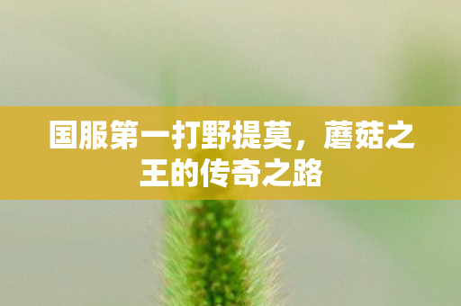 国服第一打野提莫，蘑菇之王的传奇之路