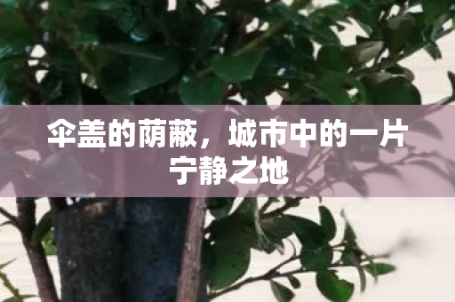 伞盖的荫蔽，城市中的一片宁静之地
