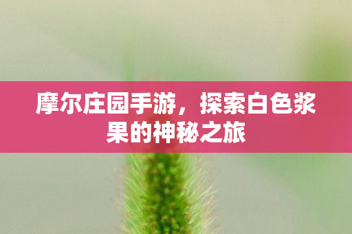 摩尔庄园手游，探索白色浆果的神秘之旅