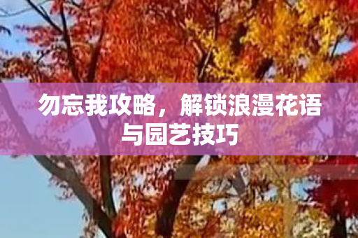 勿忘我攻略，解锁浪漫花语与园艺技巧