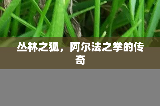 丛林之狐，阿尔法之拳的传奇