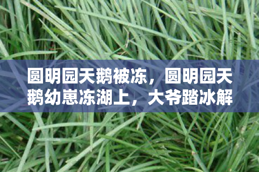 圆明园天鹅被冻，圆明园天鹅幼崽冻湖上，大爷踏冰解救