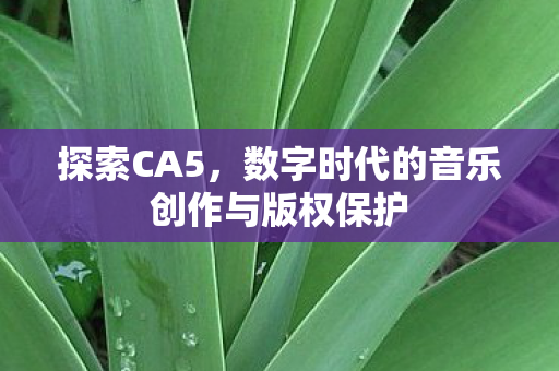 探索CA5，数字时代的音乐创作与版权保护
