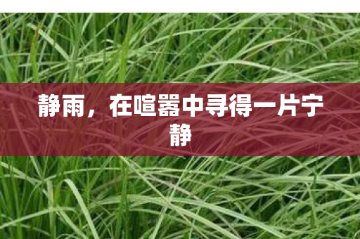 静雨，在喧嚣中寻得一片宁静