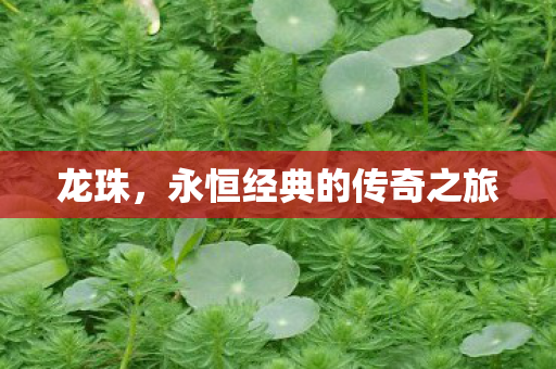 龙珠,永恒经典的传奇之旅 龙珠,永恒经典的传奇之旅