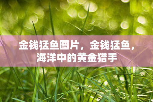 金钱猛鱼图片，金钱猛鱼，海洋中的黄金猎手