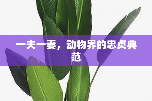 一夫一妻，动物界的忠贞典范