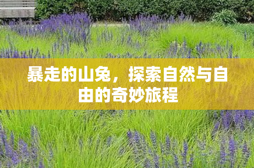 探索自然与自由的奇妙旅程图片