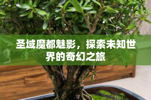 圣域魔都魅影，探索未知世界的奇幻之旅