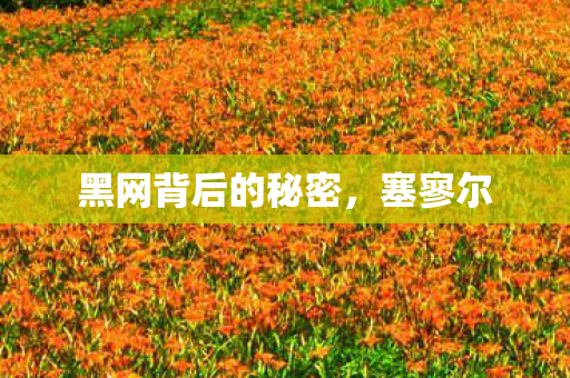 黑网背后的秘密，塞寥尔