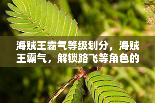 海贼王霸气等级划分，海贼王霸气，解锁路飞等角色的隐藏力量