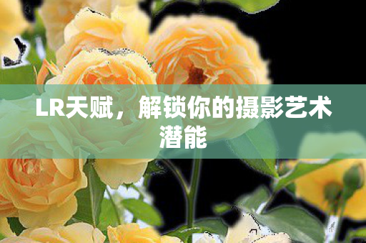 LR天赋,解锁你的摄影艺术潜能 LR天赋,解锁你的摄影艺术潜能