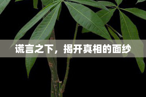 谎言之下，揭开真相的面纱