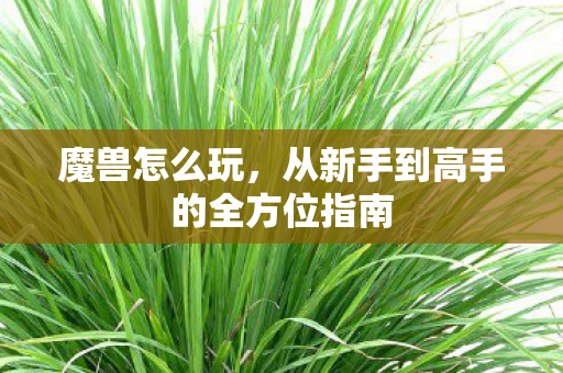 魔兽怎么玩，从新手到高手的全方位指南