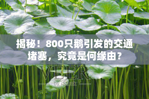 揭秘！800只鹅引发的交通堵塞，究竟是何缘由？