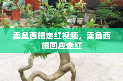 卖鱼西施走红视频，卖鱼西施回应走红