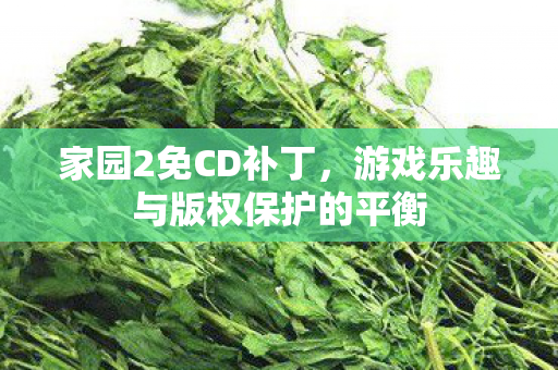 家园2免CD补丁，游戏乐趣与版权保护的平衡
