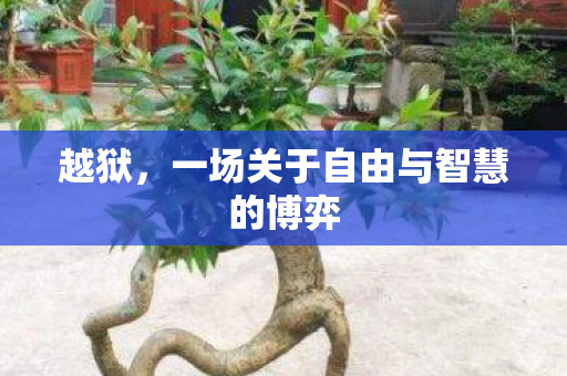 越狱，一场关于自由与智慧的博弈