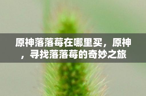 原神落落莓在哪里买,原神,寻找落落莓的奇妙之旅 原神落落莓在哪里买,原神,寻找落落莓的奇妙之旅