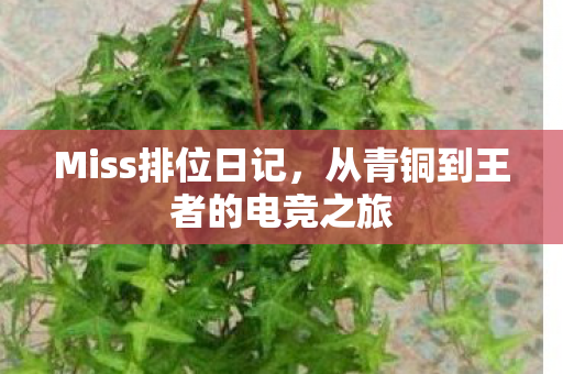 Miss排位日记，从青铜到王者的电竞之旅