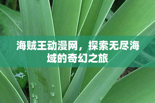 海贼王动漫网，探索无尽海域的奇幻之旅