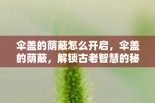 伞盖的荫蔽怎么开启，伞盖的荫蔽，解锁古老智慧的秘密