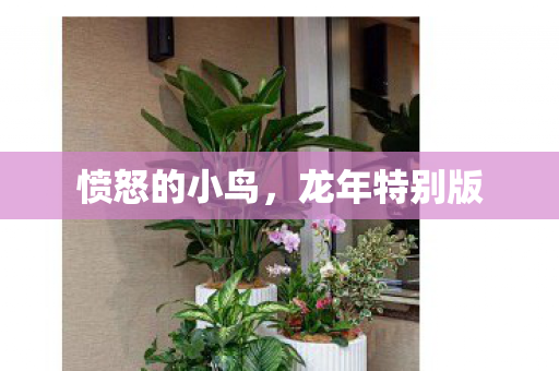 愤怒的小鸟,龙年特别版 愤怒的小鸟,龙年特别版
