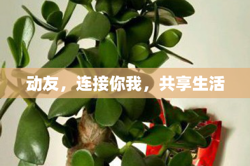 动友，连接你我，共享生活