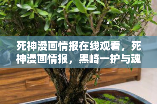 死神漫画情报在线观看，死神漫画情报，黑崎一护与魂之力的新篇章