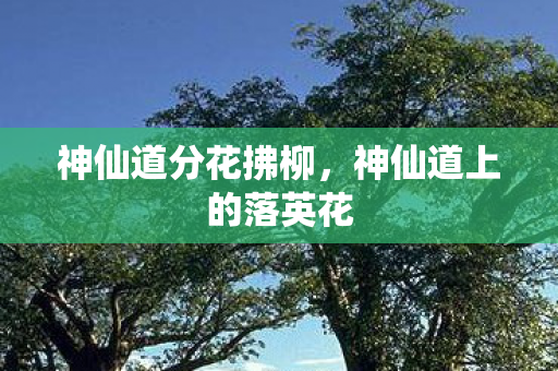 神仙道分花拂柳，神仙道上的落英花