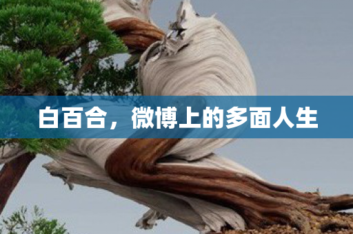 白百合，微博上的多面人生