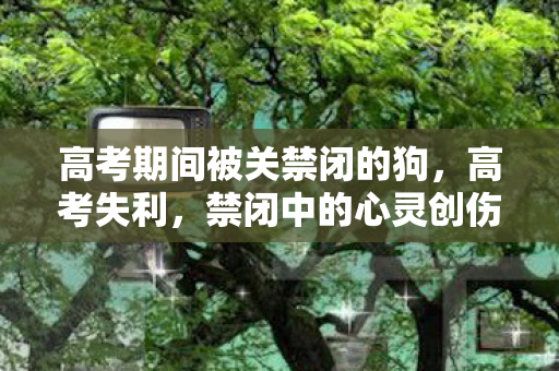 高考期间被关禁闭的狗,高考失利,禁闭中的心灵创伤,网红狗去世引发的思考 高考期间被关禁闭的狗,高考失利,禁闭中的心灵创伤,网红狗去世引发的思考