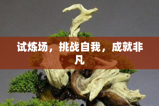 试炼场，挑战自我，成就非凡