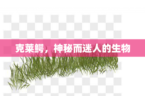 克莱鳄，神秘而迷人的生物