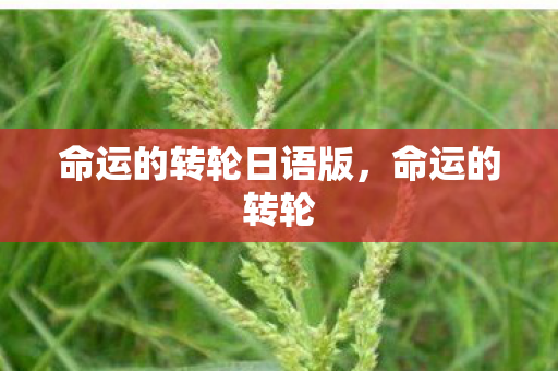命运的转轮日语版，命运的转轮