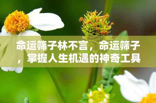 命运筛子林不言,命运筛子,掌握人生机遇的神奇工具 命运筛子林不言,命运筛子,掌握人生机遇的神奇工具