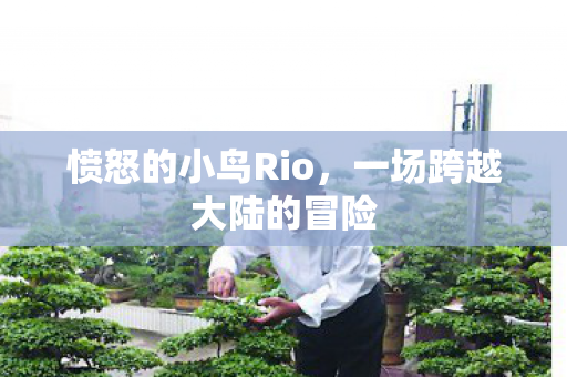 愤怒的小鸟Rio，一场跨越大陆的冒险