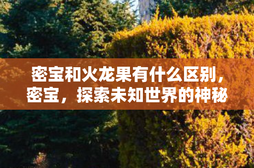 密宝和火龙果有什么区别，密宝，探索未知世界的神秘宝藏