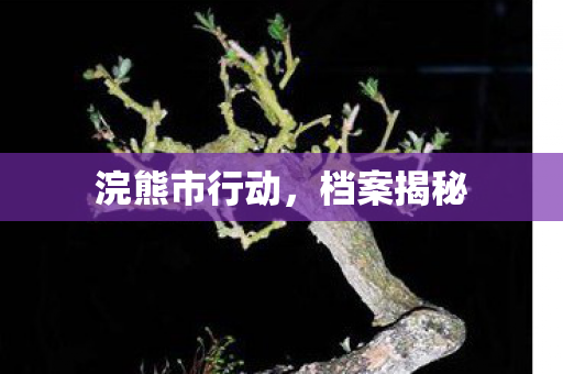 浣熊市行动，档案揭秘