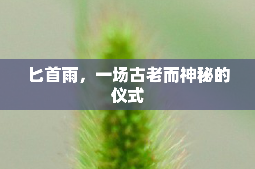 匕首雨，一场古老而神秘的仪式
